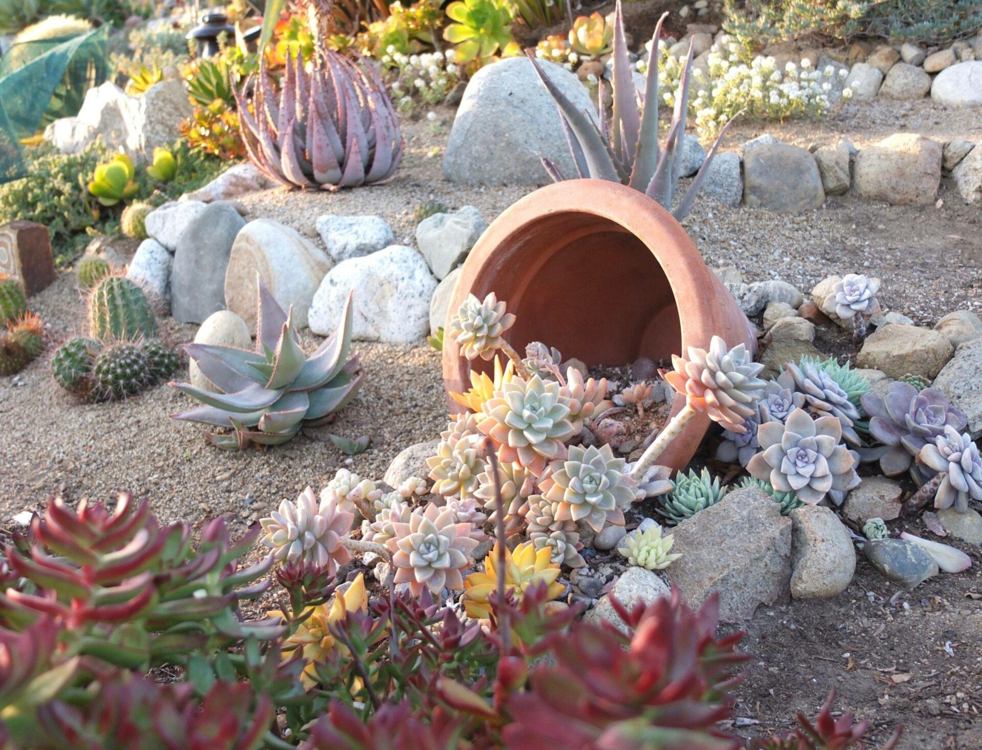 20 front yard succulent garden ideas[P]