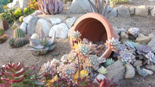 20 front yard succulent garden ideas[P]