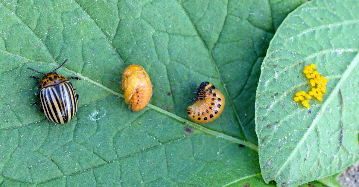 Beetle Eggs