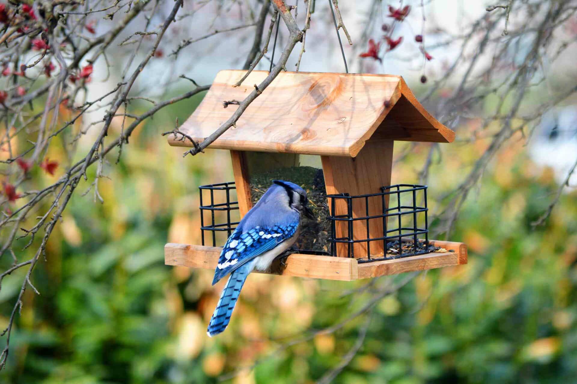 Best bird feeder plans