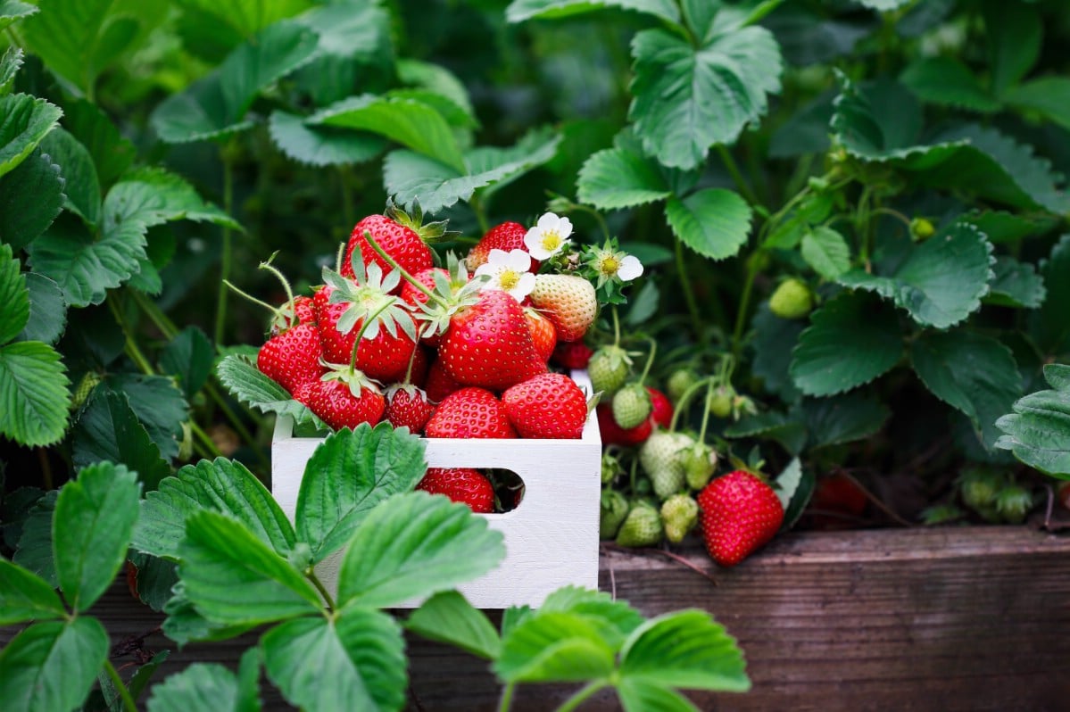 Breeze Block Strawberry Garden