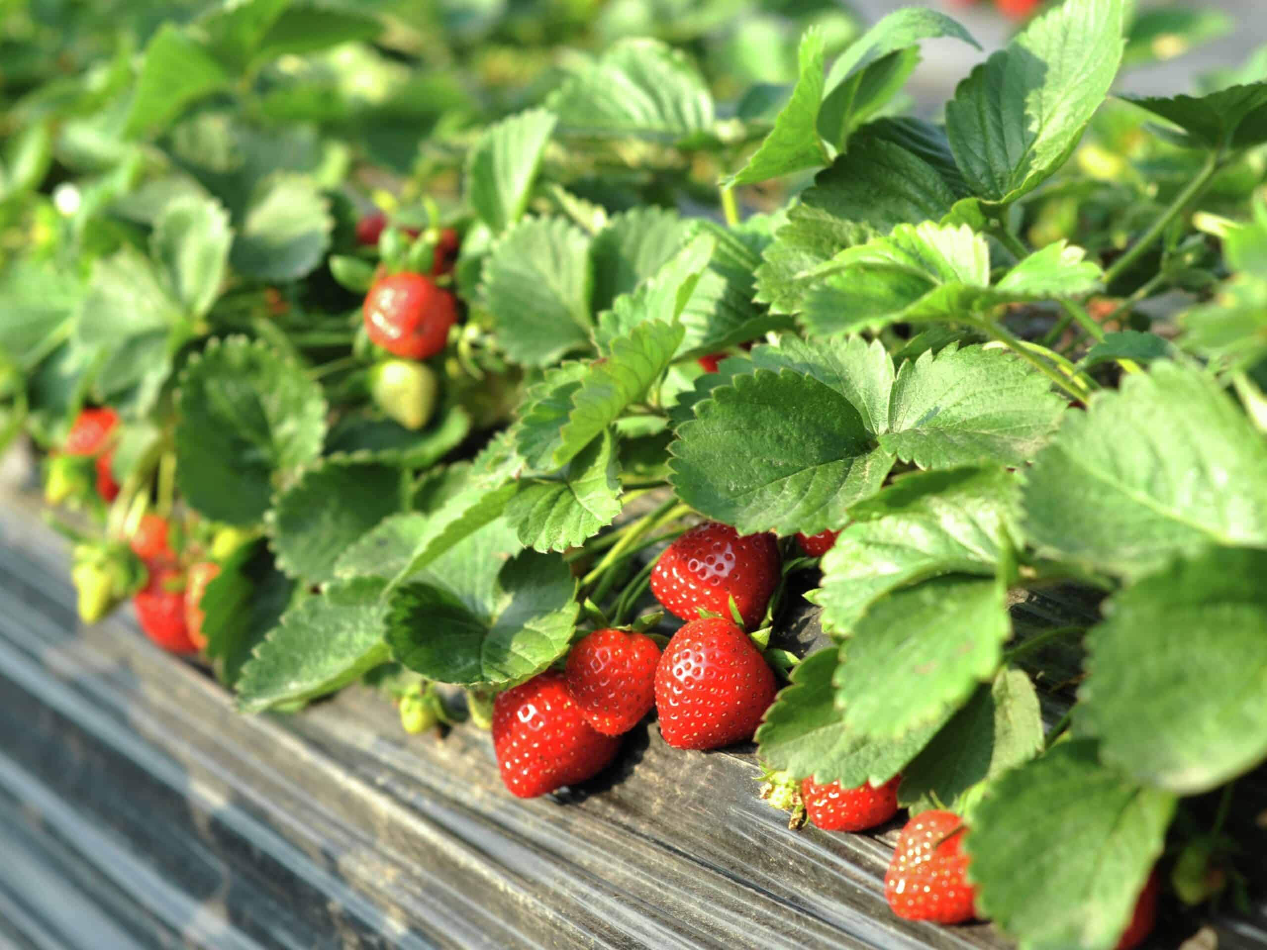 Building a Strawberry Rack