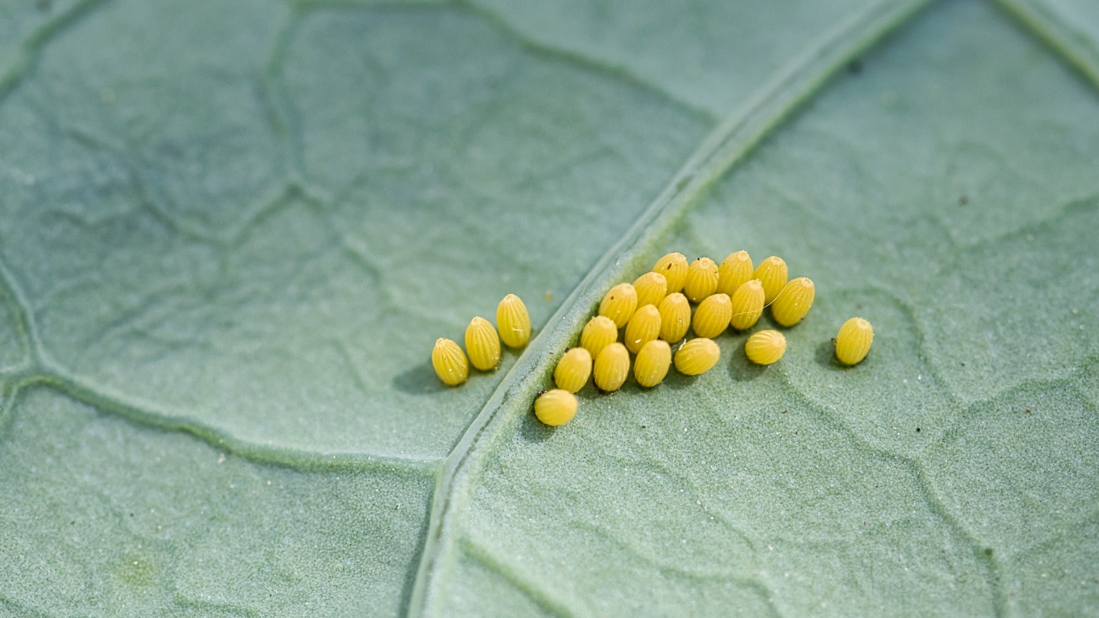 Butterfly-Eggs