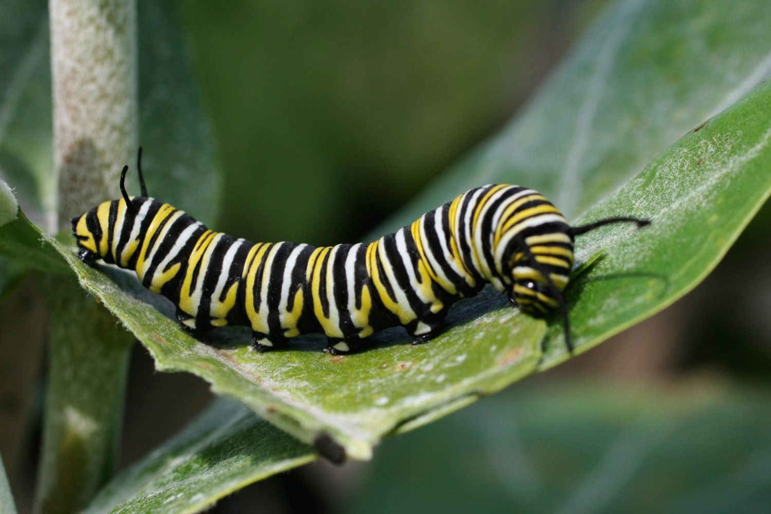 Caterpillars