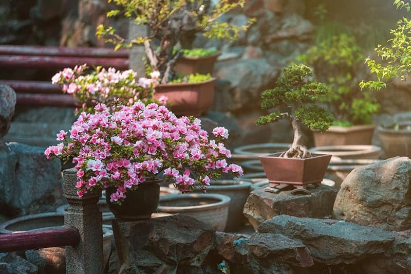 Choose Plants With Low-maintenance