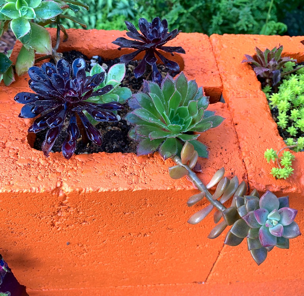 Cinder Block Planters for Succulents