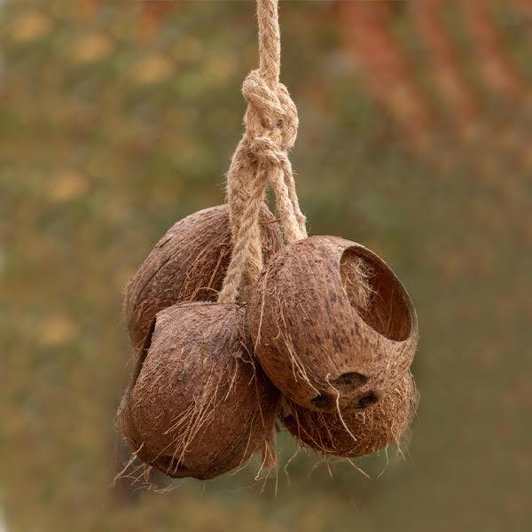 Coconut Shell Feeder