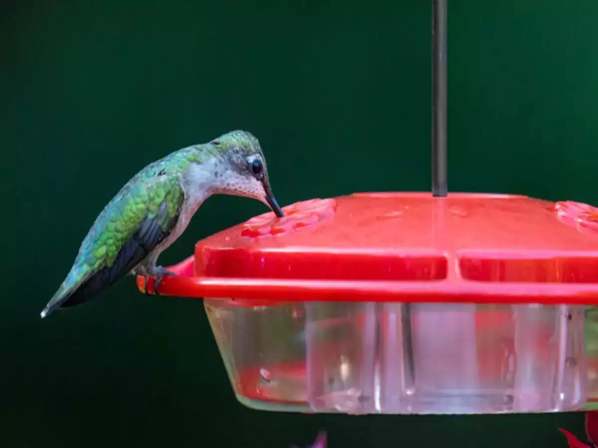 Colorful Seed Dispensers