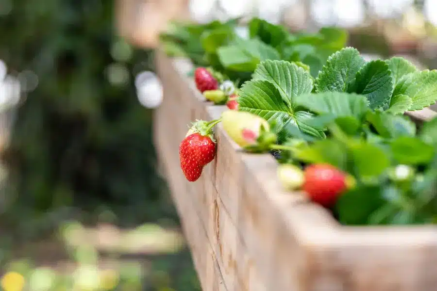 DIY Pallet Strawberry Box .jpg