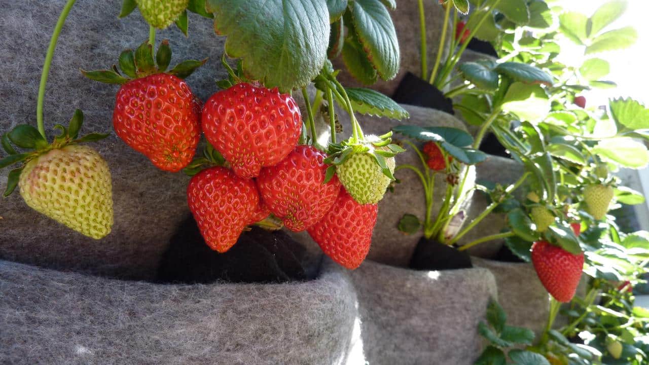 DIY Strawberry Planter