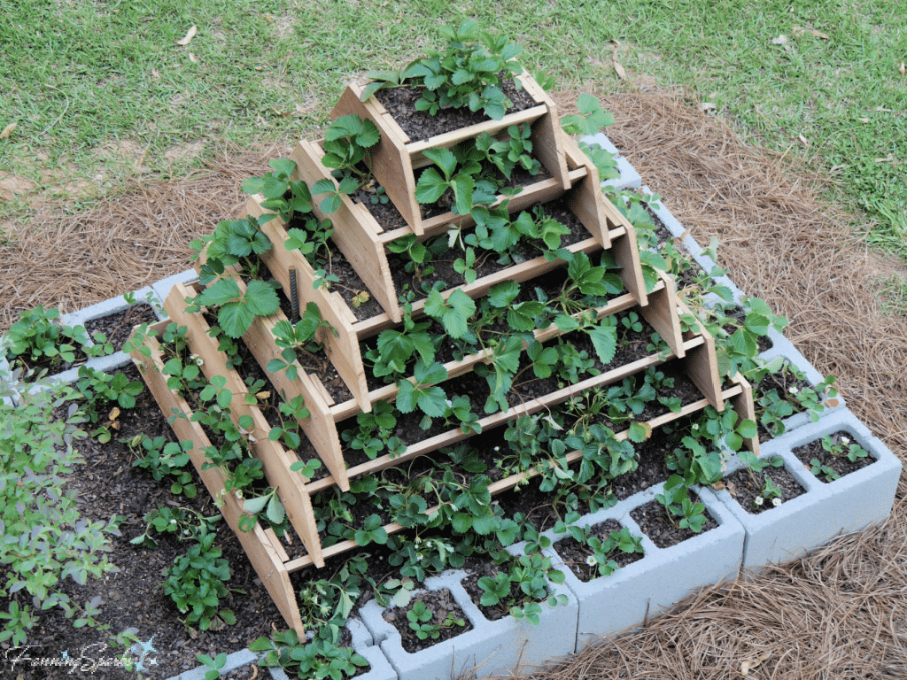 DIY Strawberry Pyramid