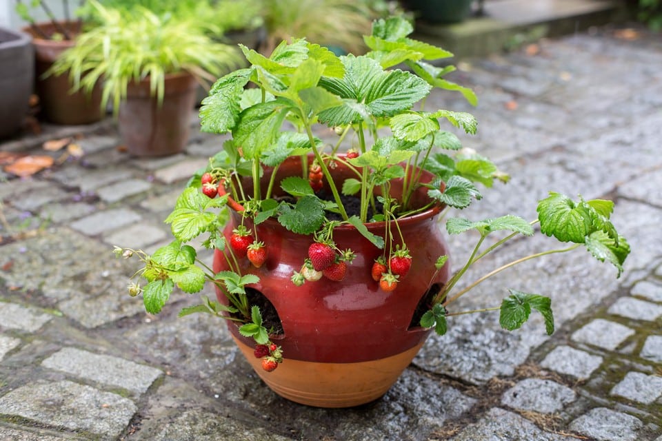 Drawer Chest Strawberry Planter