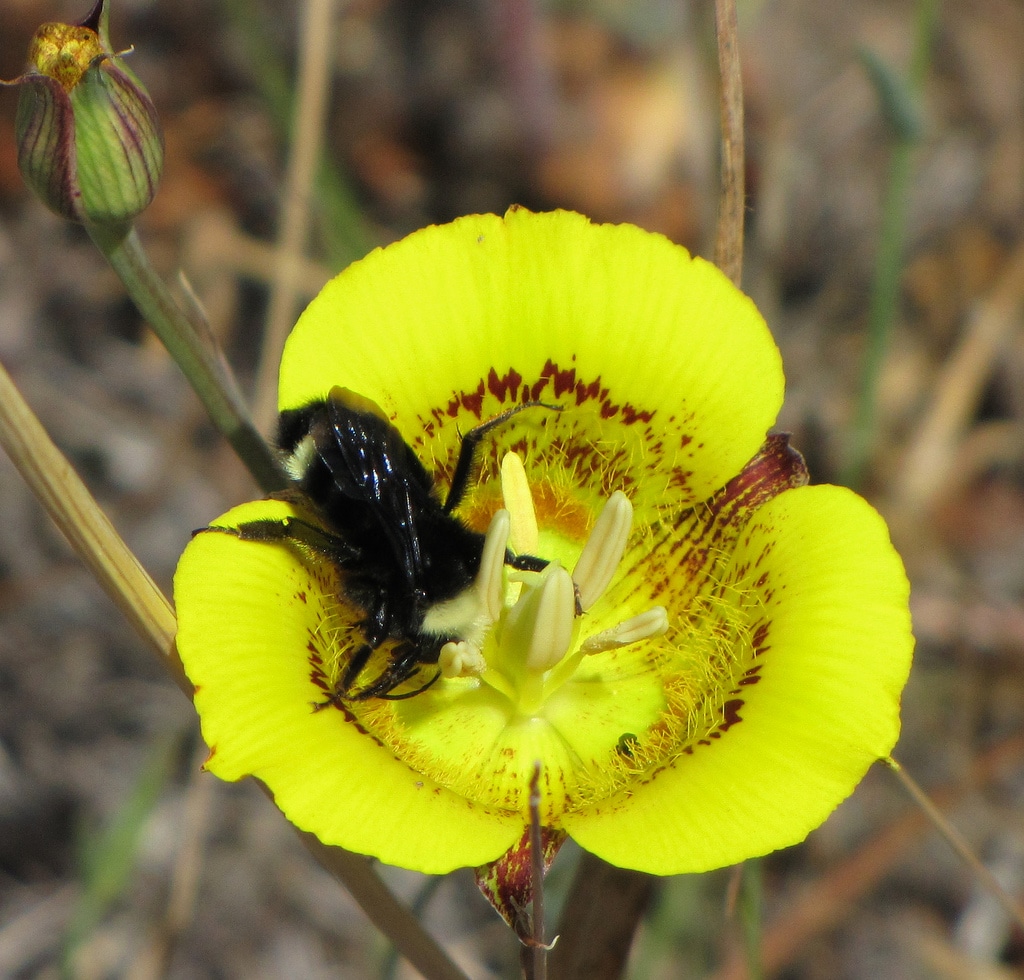 Flower Nectar