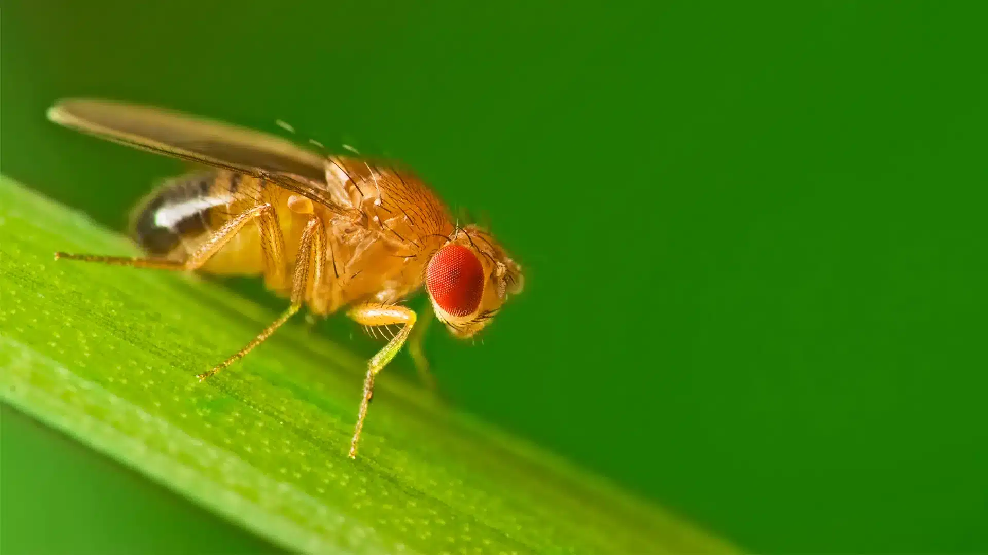 Fruit Flies .jpg