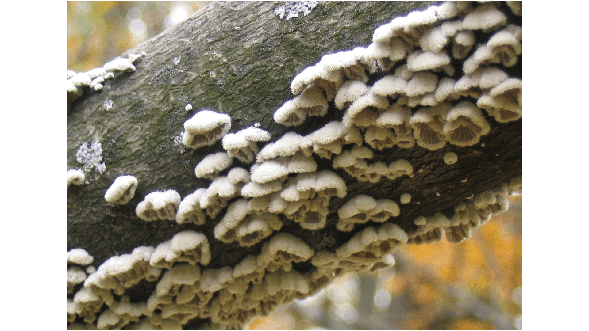 Fungi