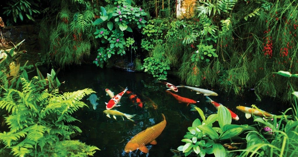 Jungle Koi Spot