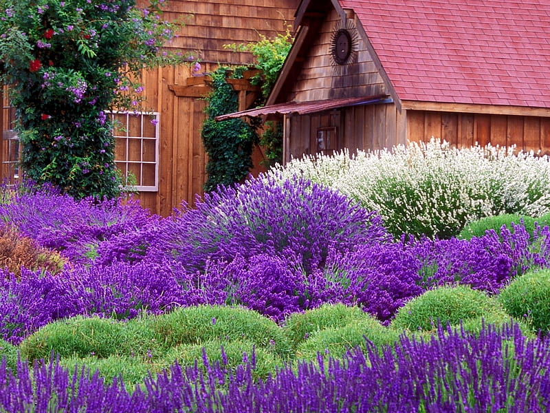 Lavender Fields of Beauty