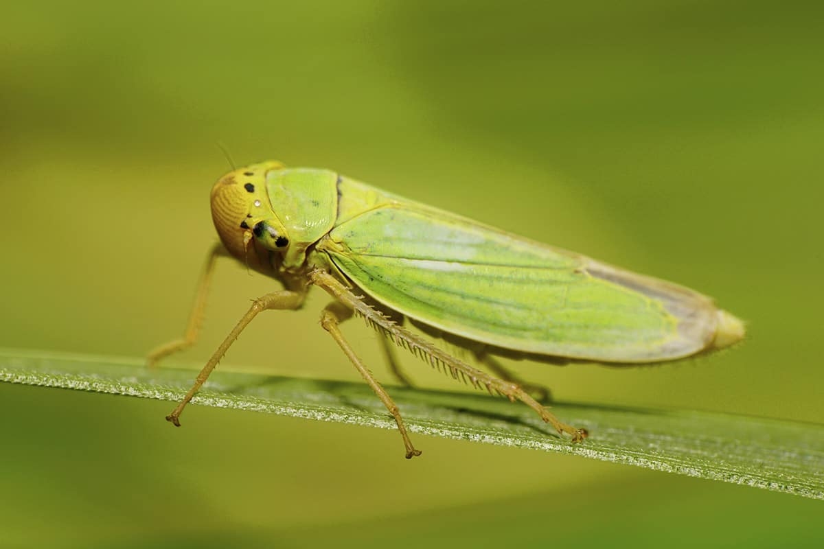 Leafhoppers