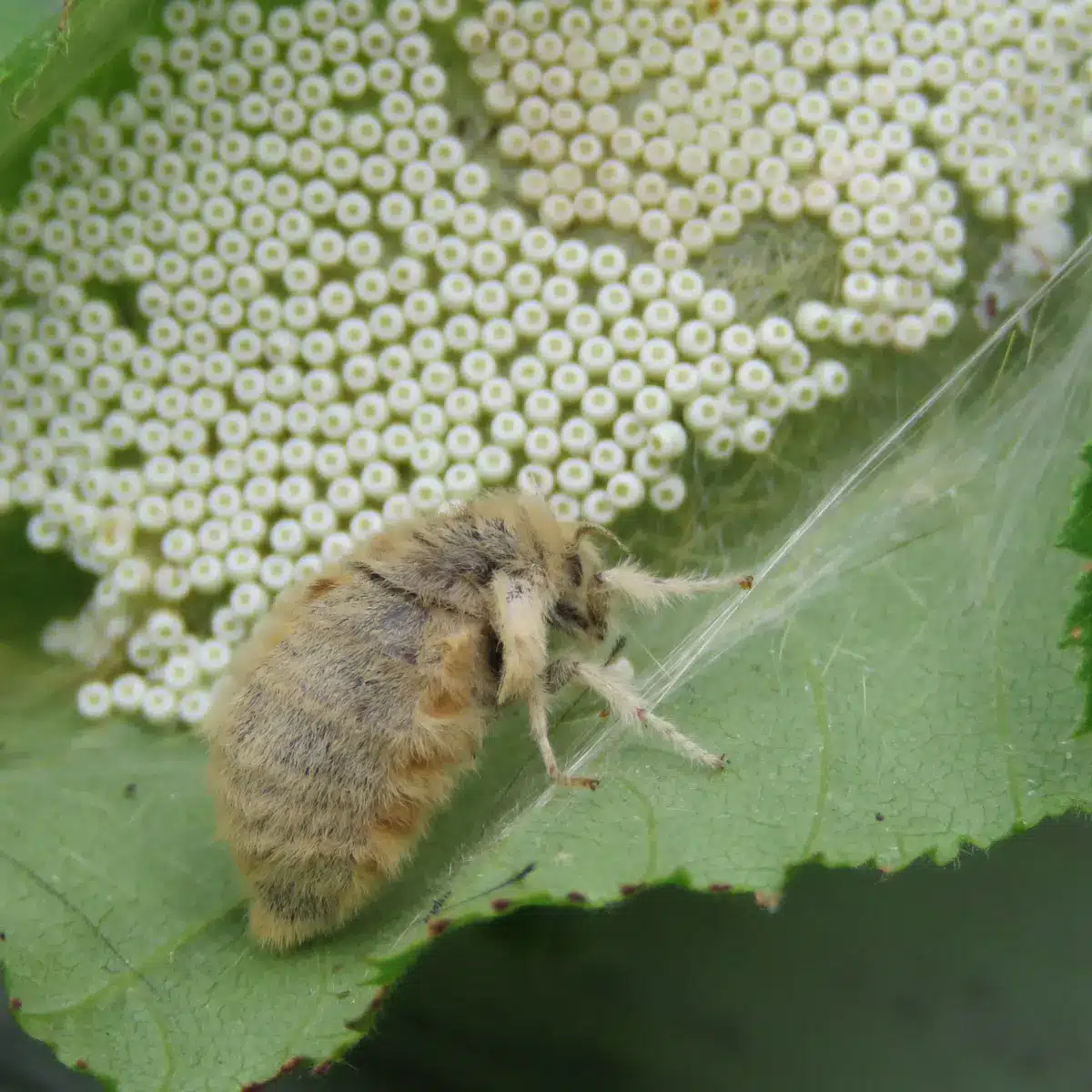 Moth Eggs .jpg