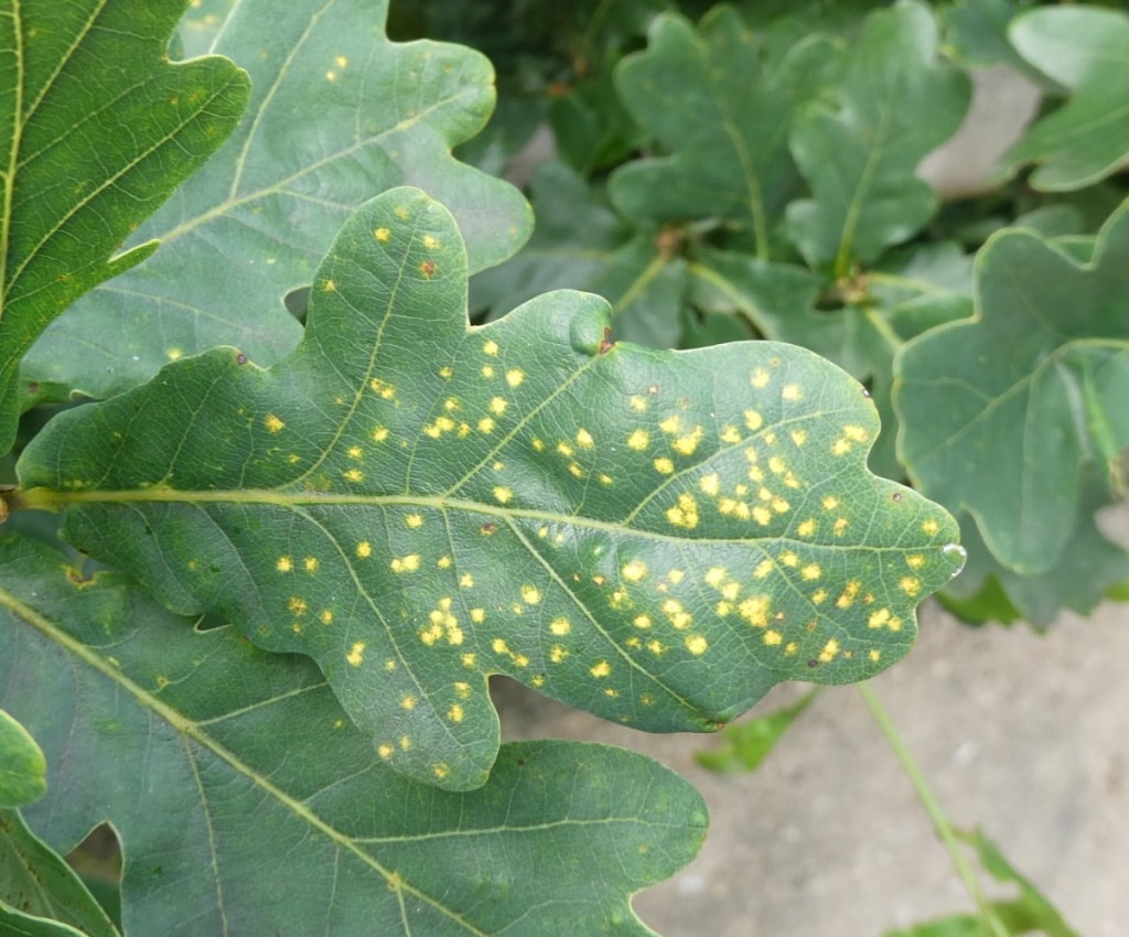 Oak Leaf Phylloxera