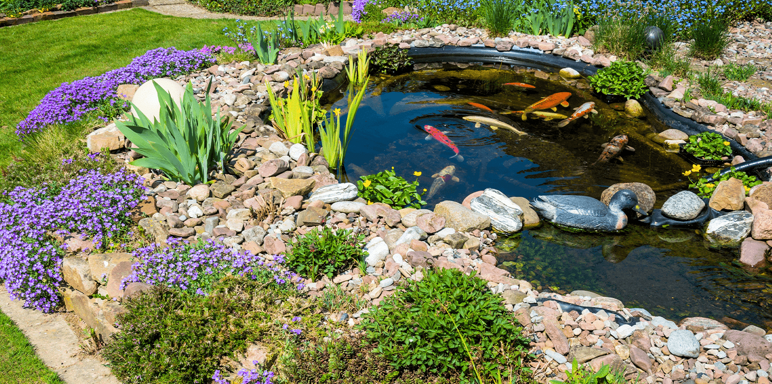 Plant-Filled Ponds