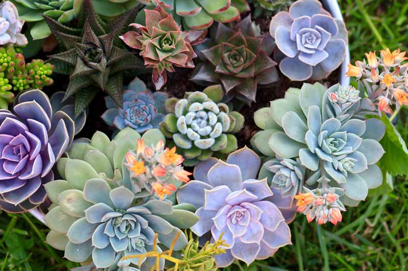 Plant Large Succulents for Impact