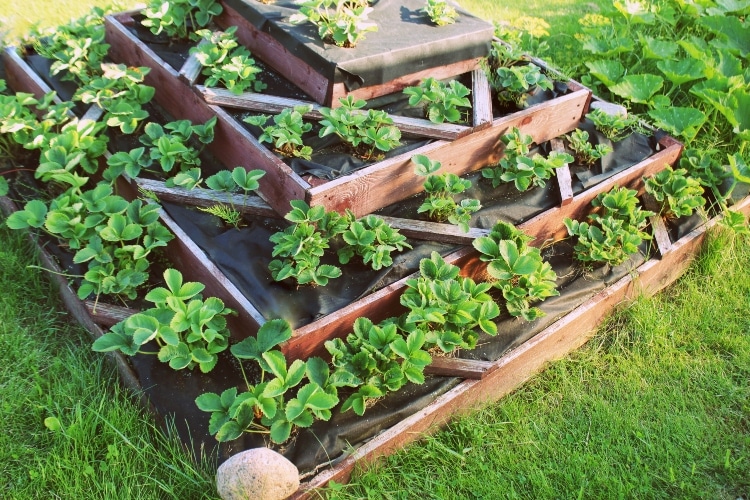 Strawberries grows up in raised garden bed. Pyramid raised garden .