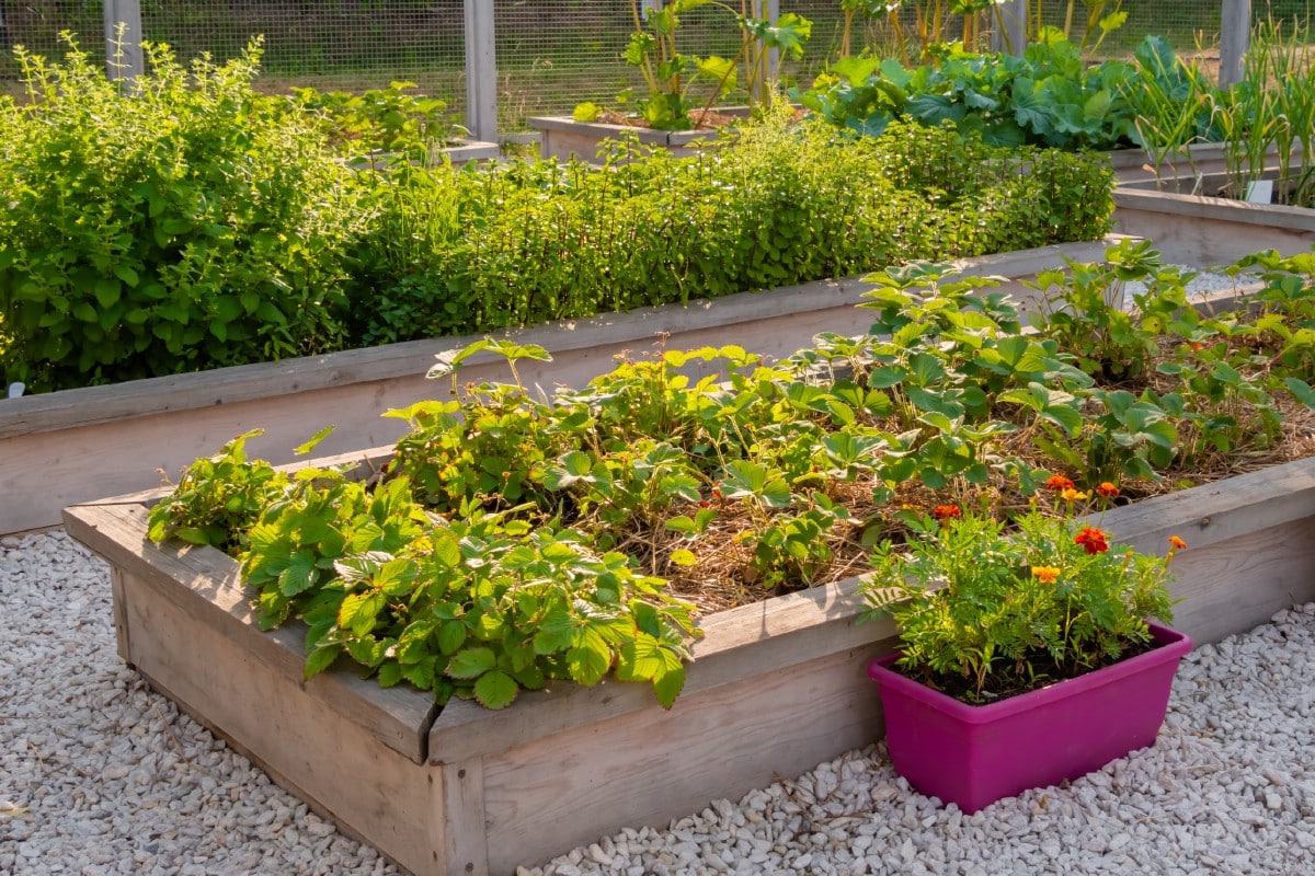 Raised Strawberry Bed Ideas