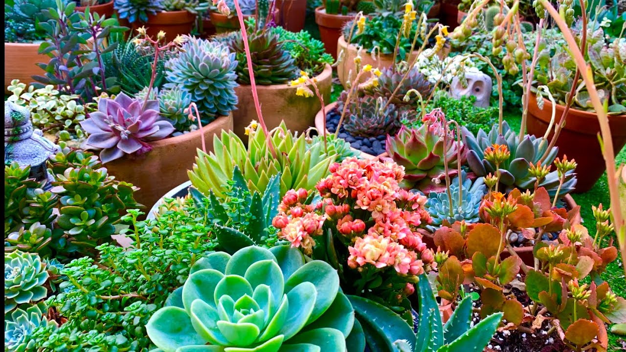 Showing Guests the Way with a Path Made of Succulents