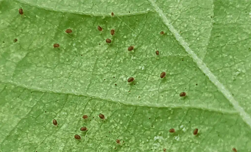 Spider Mites .png