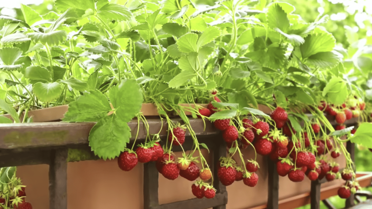 Stepped Strawberry Ladder