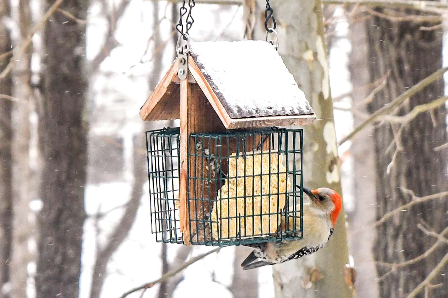 Suet Feeder for Winter