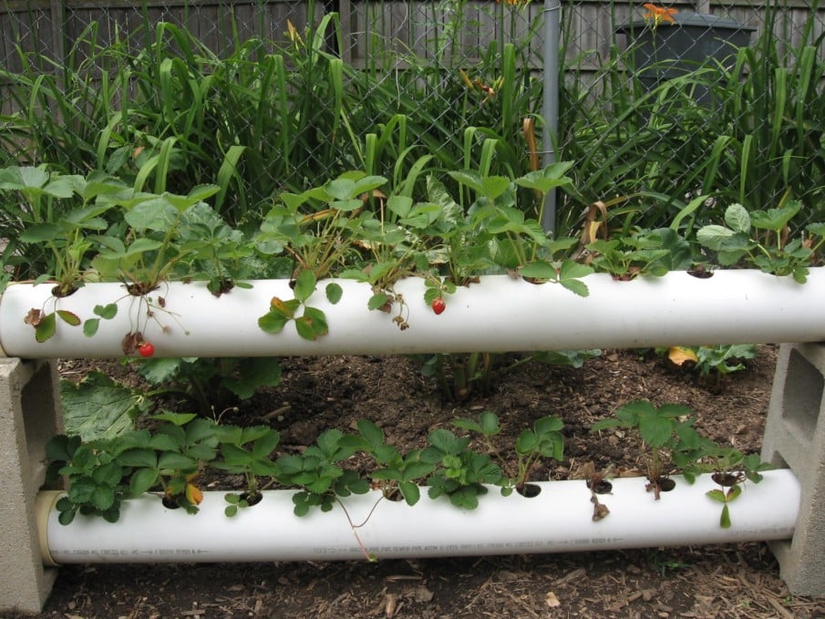 Tall Tube for Strawberries