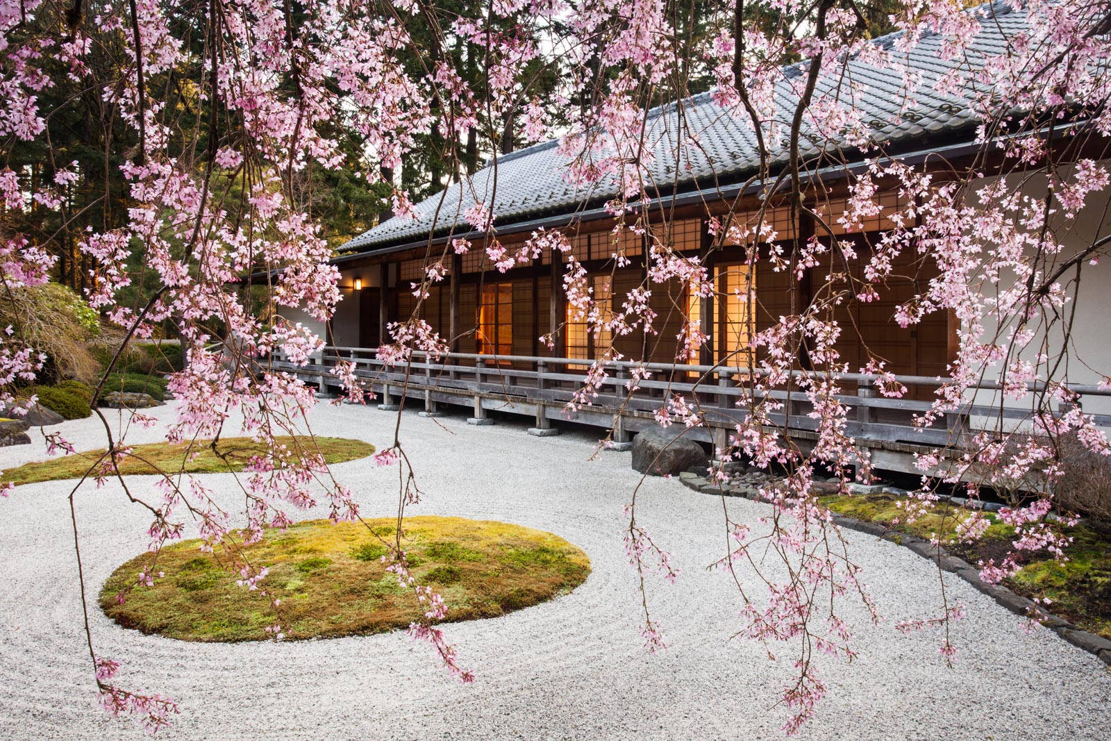 The Beauty of Cherry Trees