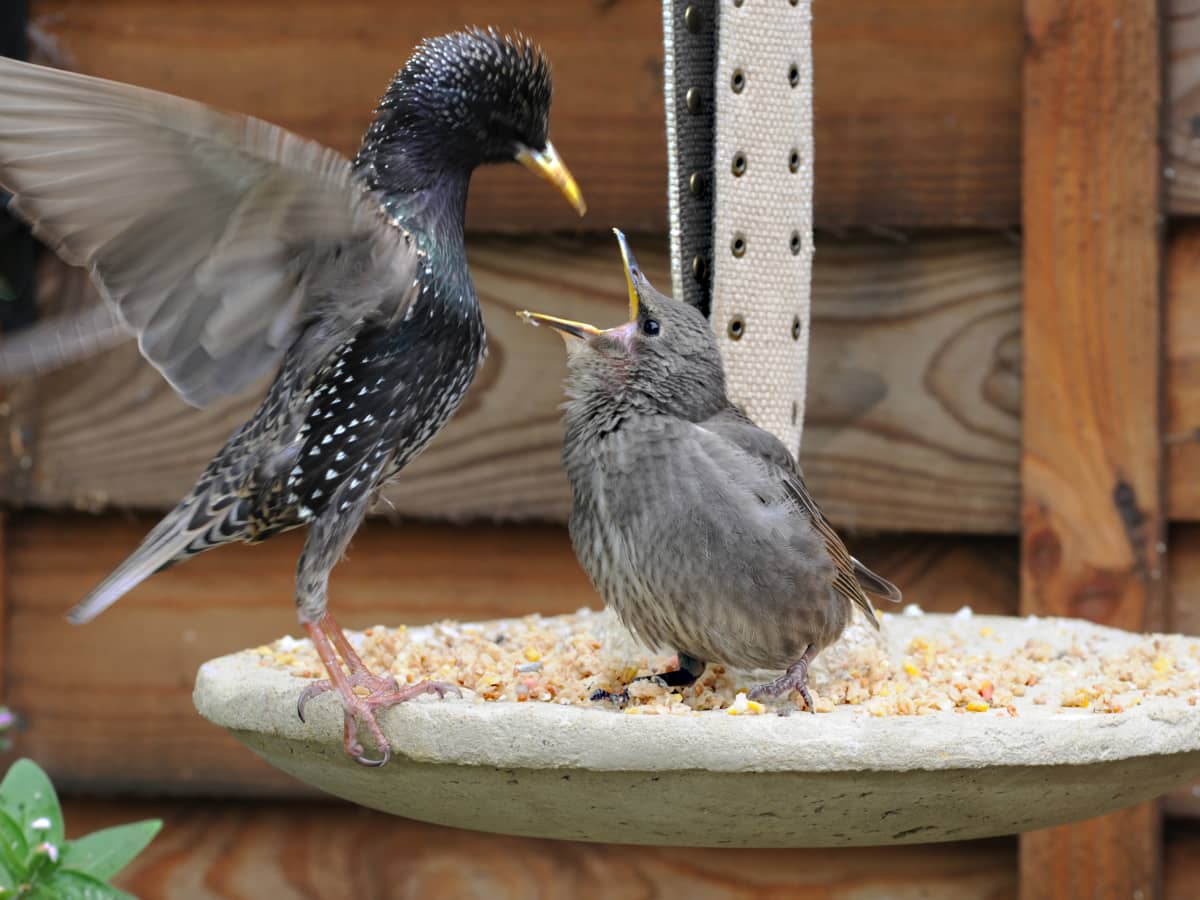 Thrifty Wooden Feeder