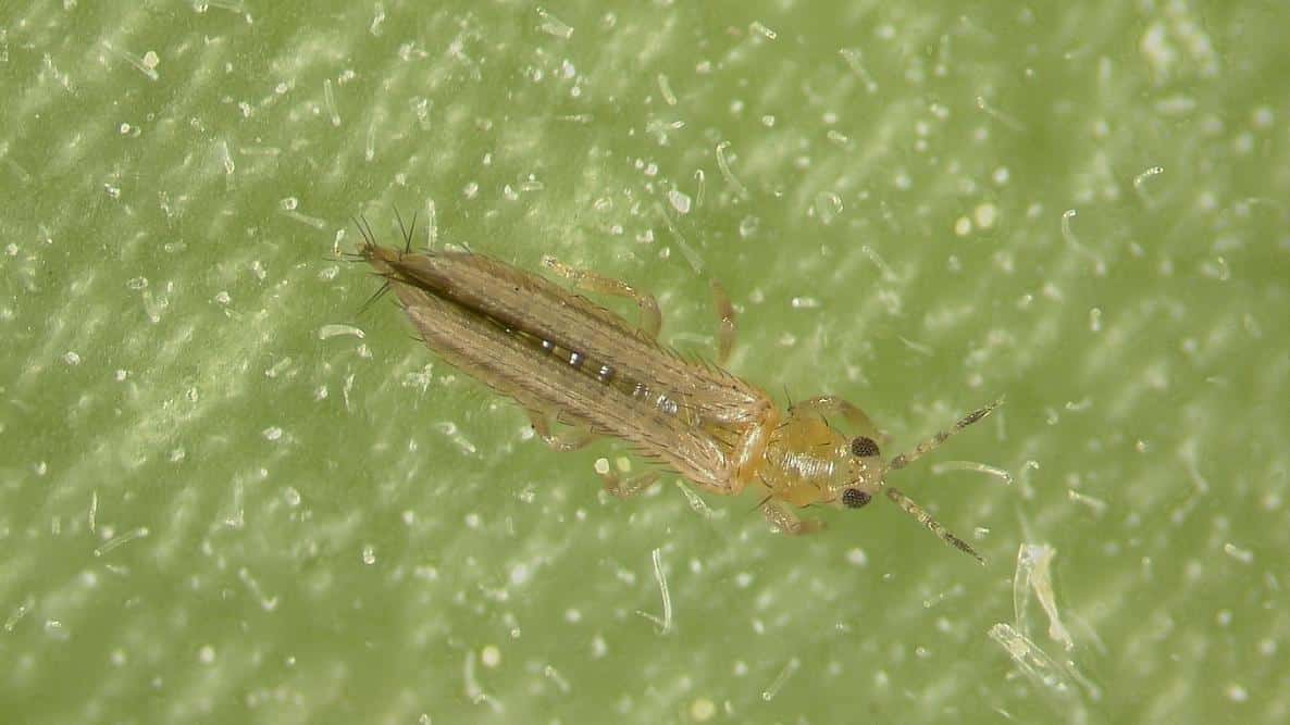 Thrips