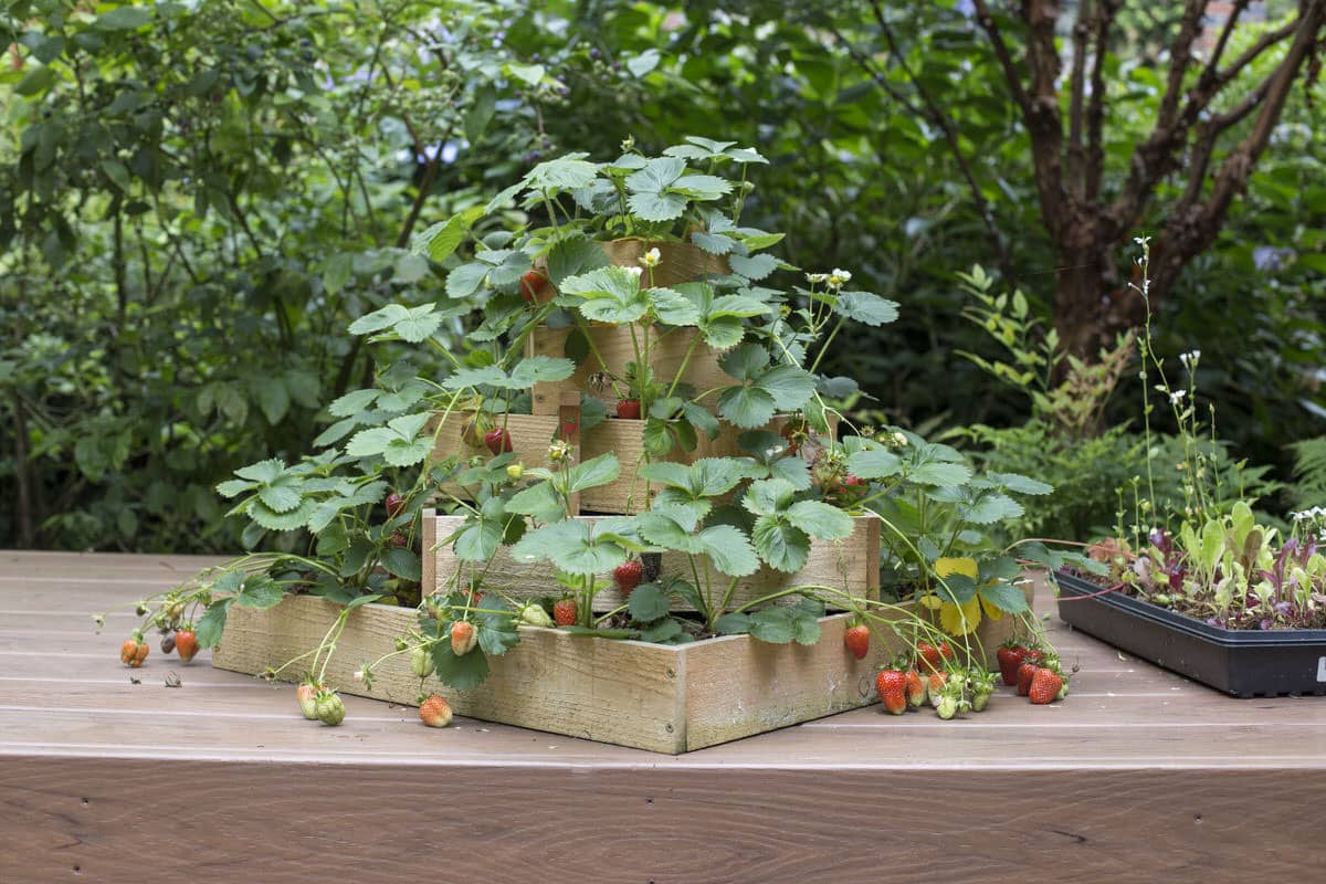 Tiered Strawberry Planter