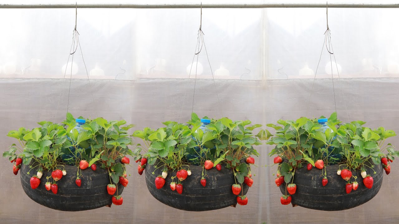 Tire Strawberry Planter