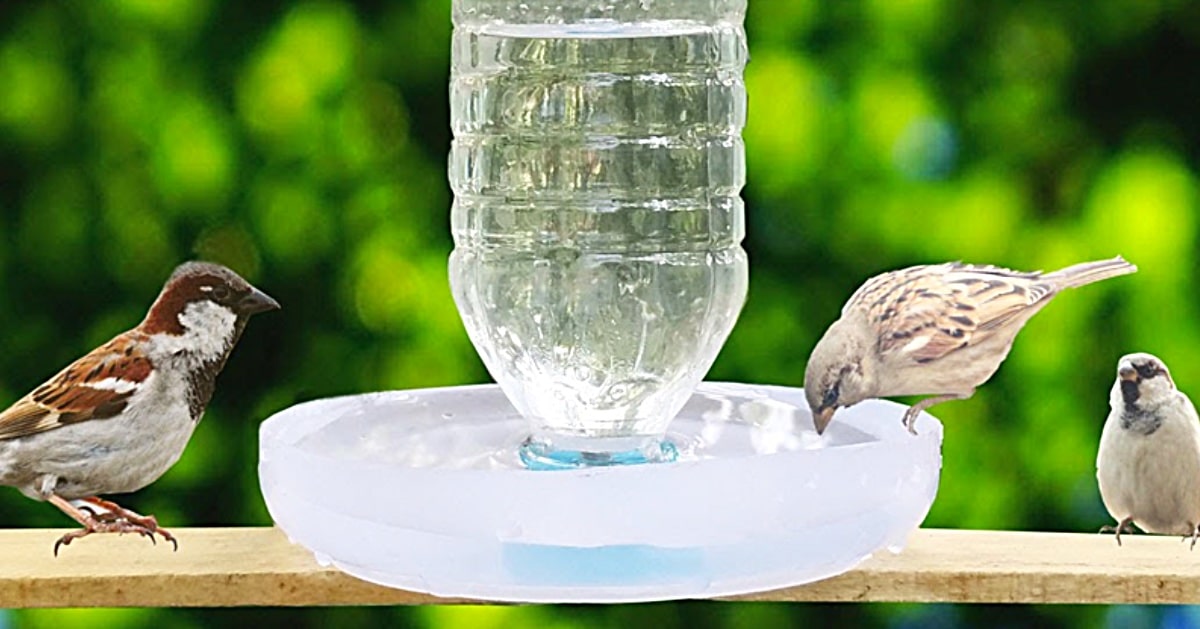 Water Bottle Feeder