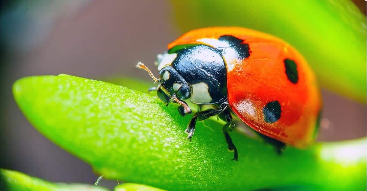 What Do Ladybugs Eat And Drink In Your Garden