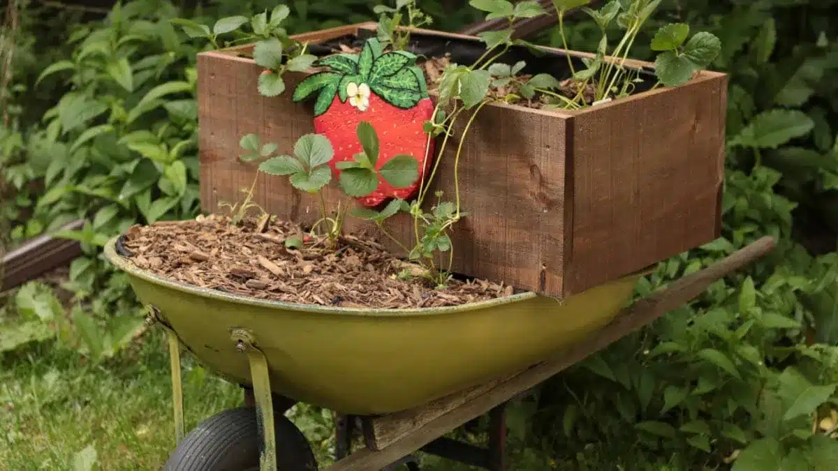 Wheelbarrow Strawberry Ideas