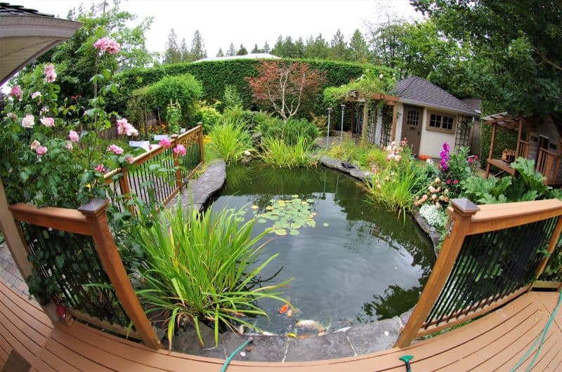 Wildlife-Friendly Pond