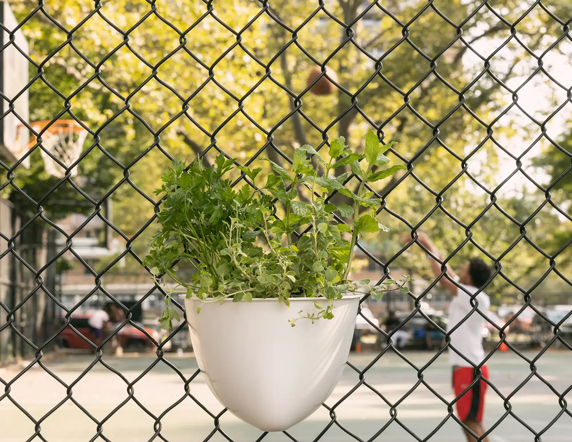 Wire Mesh Planter .jpg