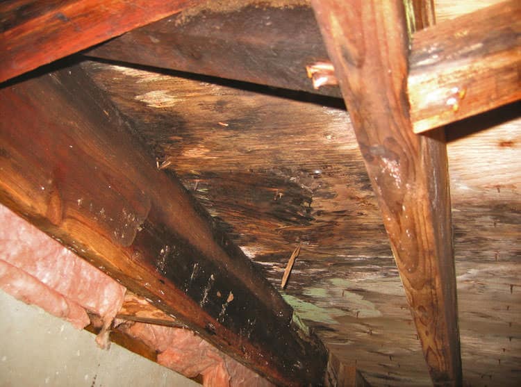 mold damage