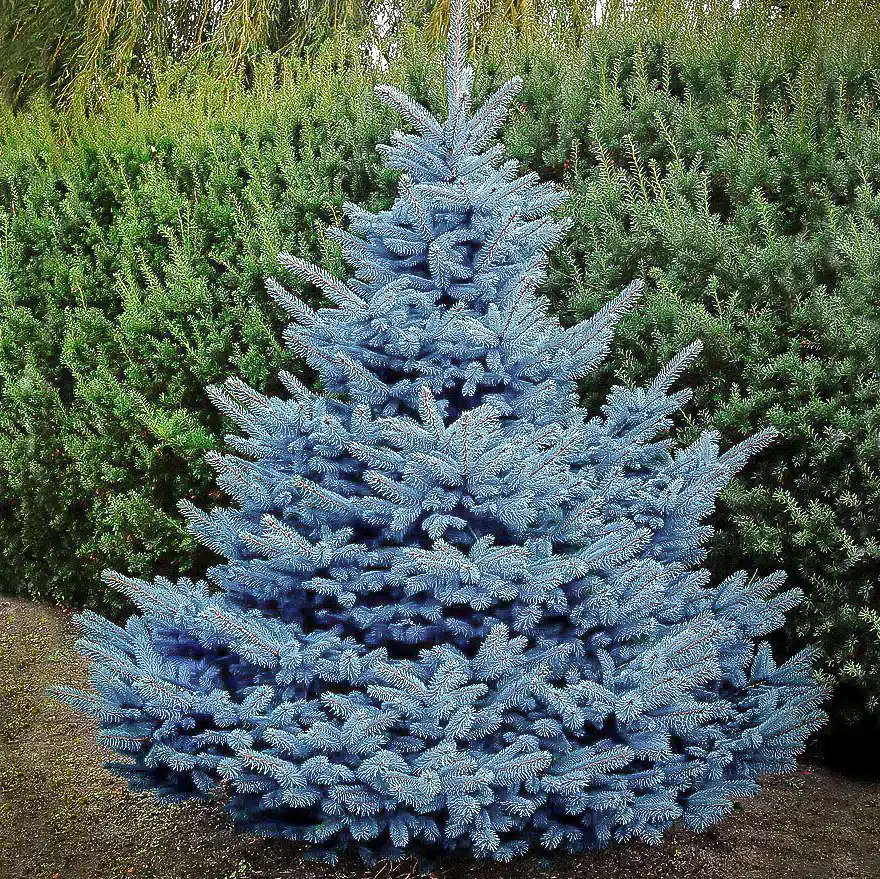 Blue Spruce