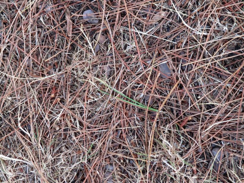 Seasoning the Pine Needles