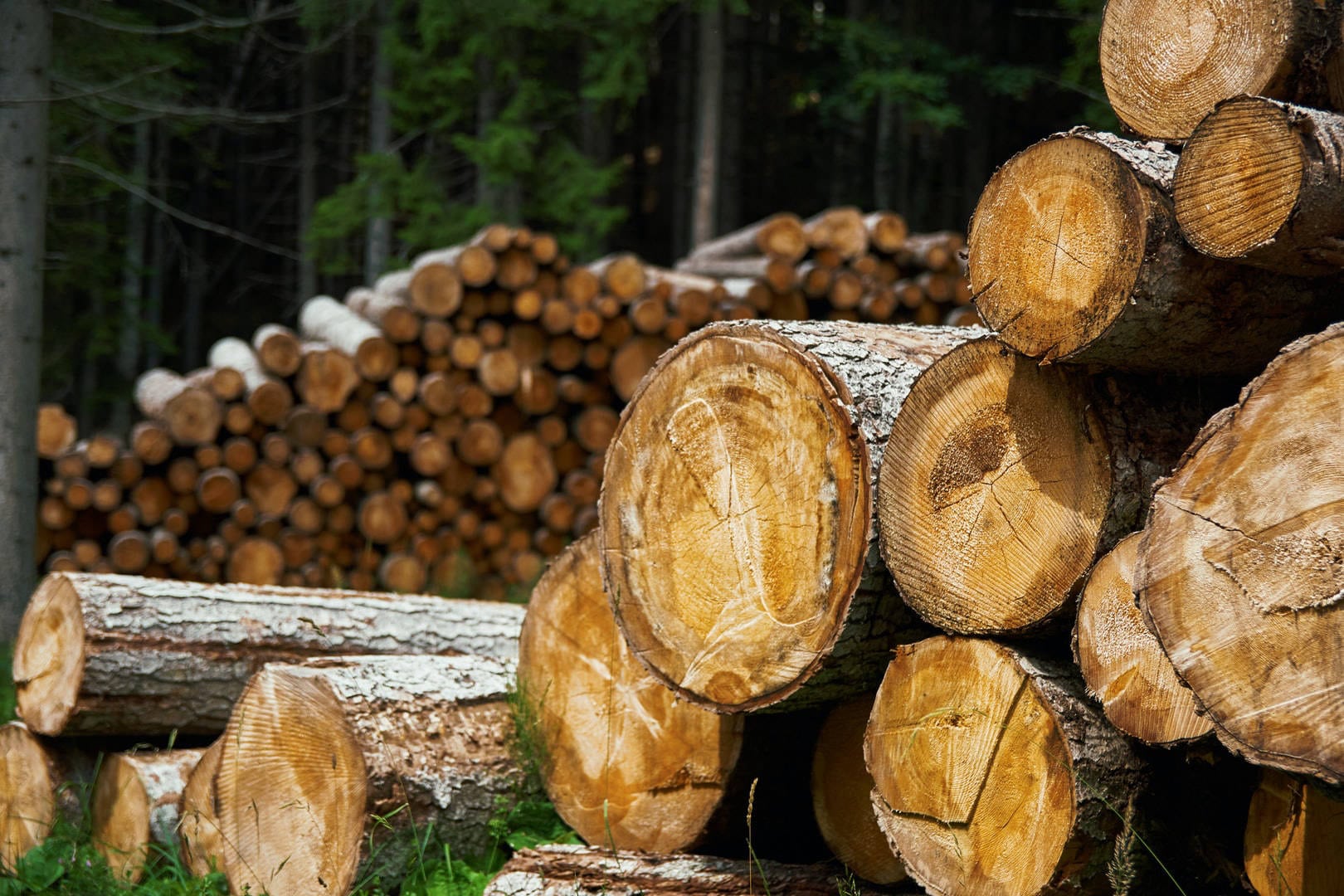 Seasoning the Pine Wood