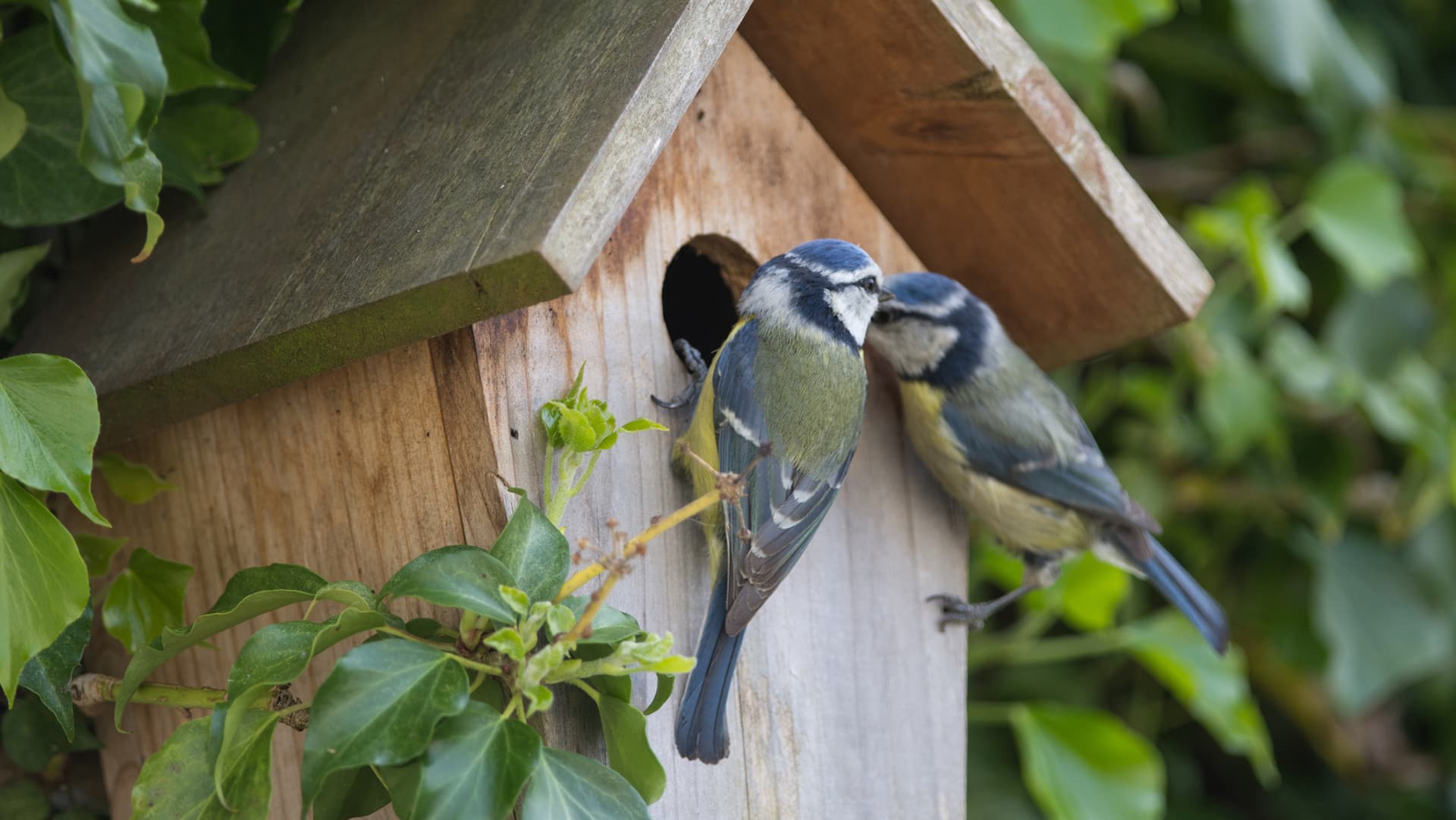 Use-a-Metal-Coffee-Can-for-a-Wren-House