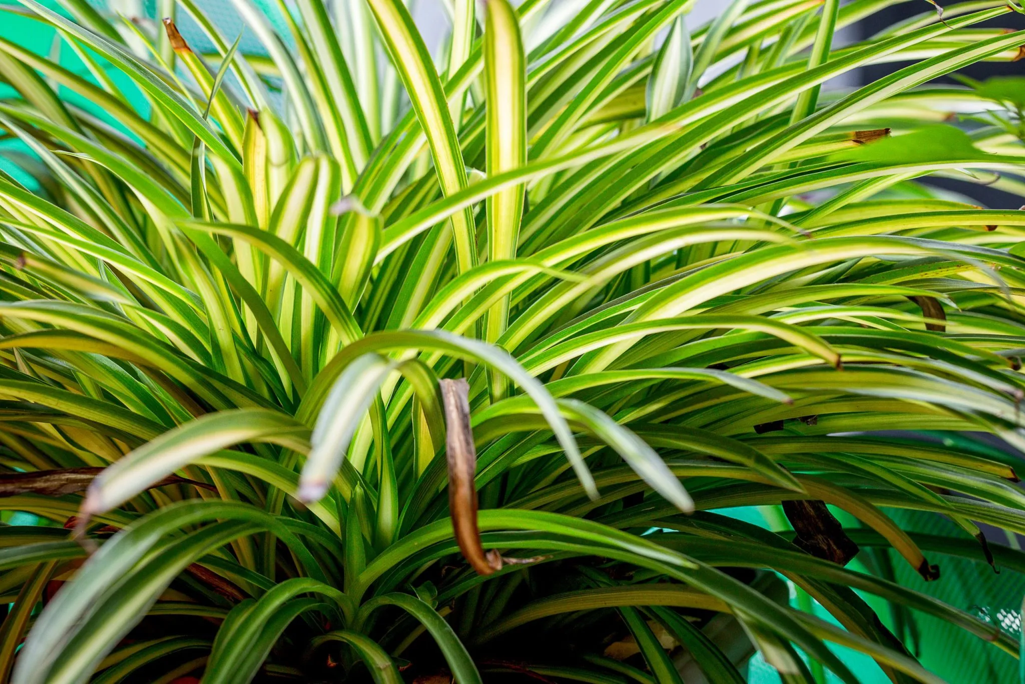 Spider Plant (Chlorophytum comosum)