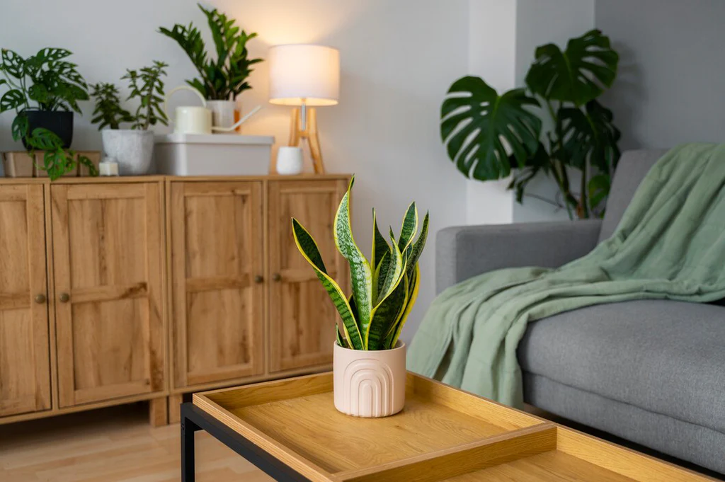From Frosty to Fresh: Add More Elegance to Your Home Post-Holiday